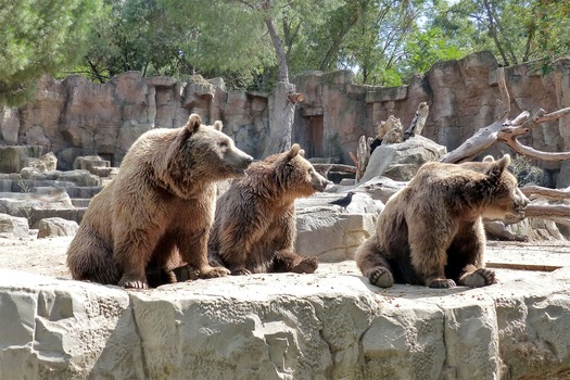 Zoo Aquarium de Madrid | Sitios | www.todomadrid.net